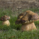 5. Boletus aereus