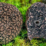 Tuber indicum-fresco