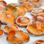lactarius deliciosus