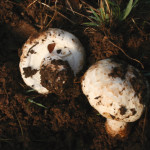 Agaricus bisporus