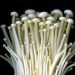 Flammulina